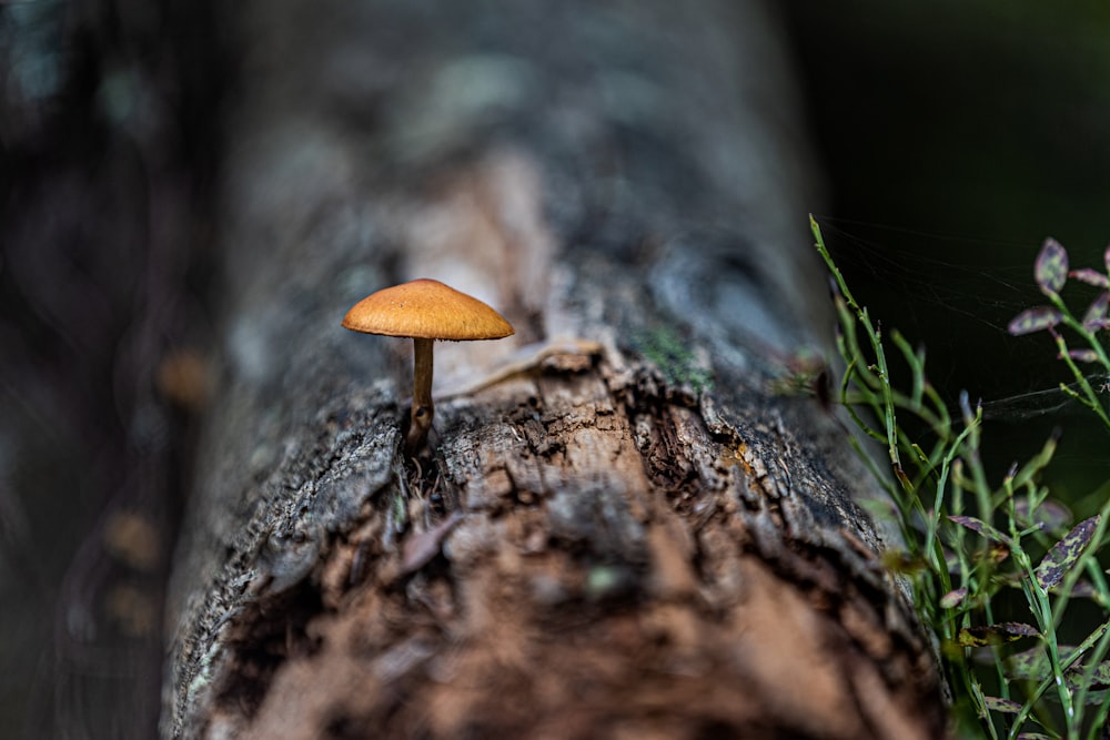 a small yellow mushroom sitting on top of a tree