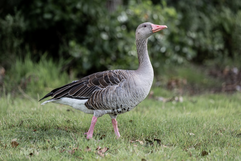 a gray and black bird standing on a lush green field