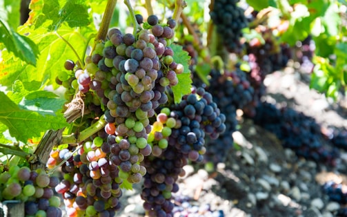 a bunch of grapes hanging from a vine