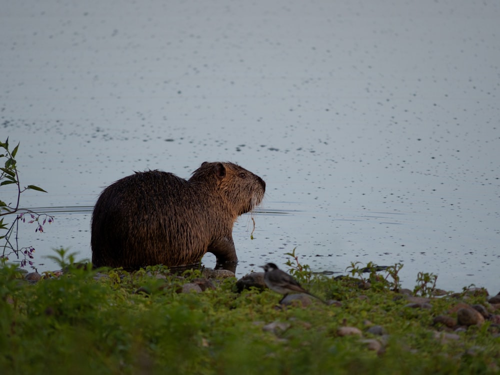 a capybara standing in the grass near a body of water