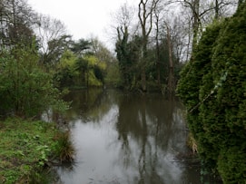 a body of water surrounded by trees and bushes