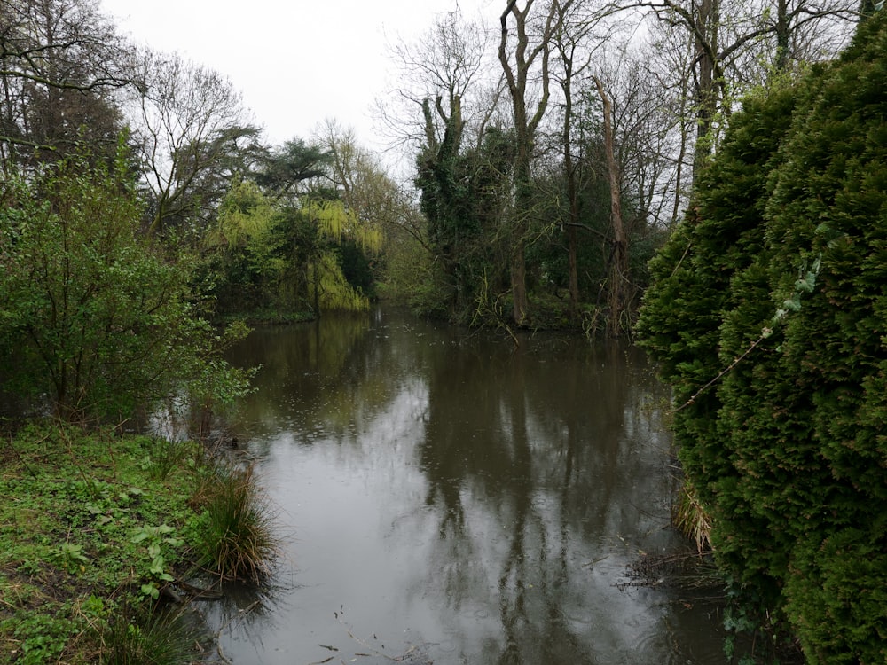 a body of water surrounded by trees and bushes