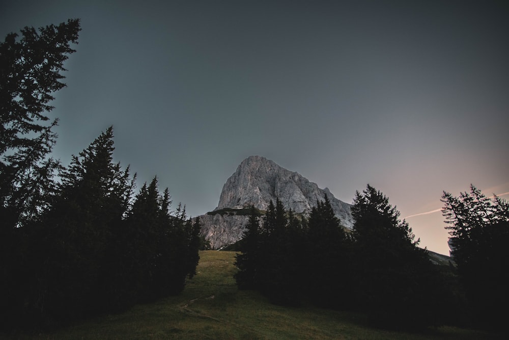 a grassy field with trees and a mountain in the background