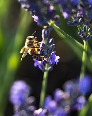 A bee is perched on a lavender flower, gathering nectar. The scene is set in a natural environment with lush green and violet hues. The morning or late afternoon sunlight adds a warm, gentle glow to the image.