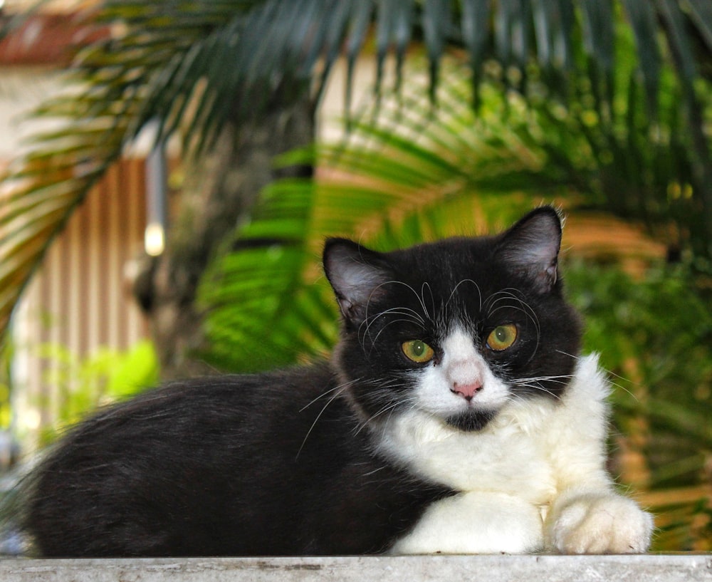 Eine schwarz-weiße Katze, die auf einem Felsvorsprung sitzt