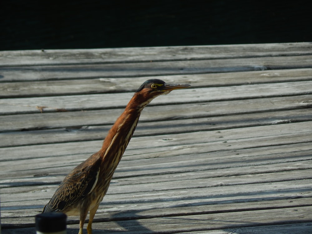 a bird standing on top of a wooden dock