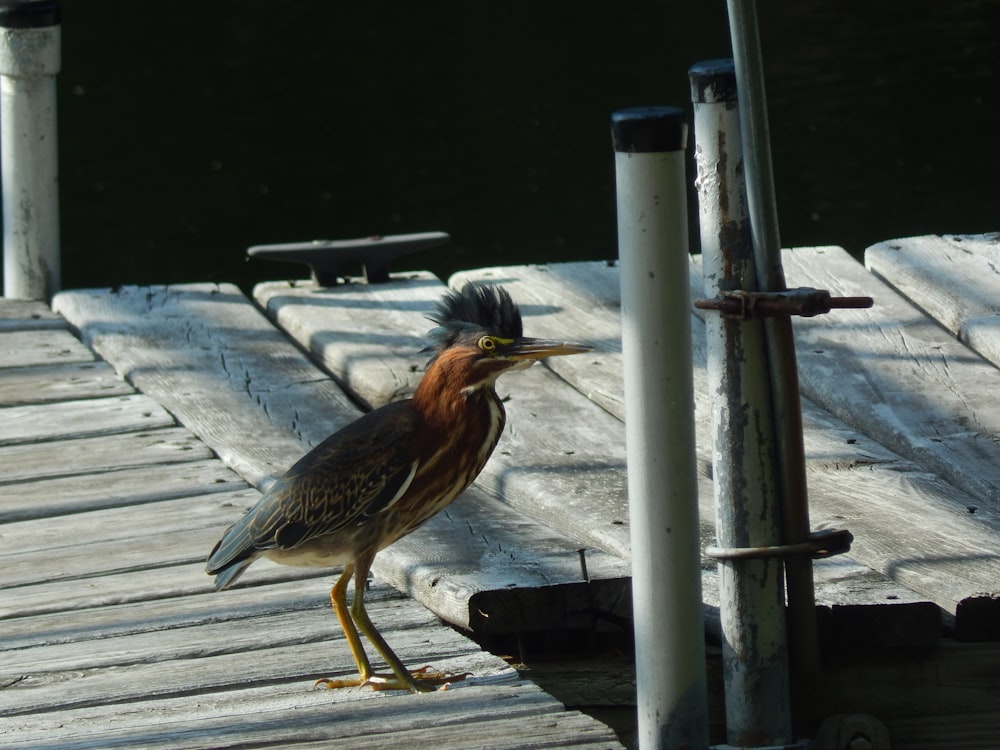 a bird is standing on a wooden dock