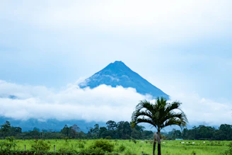 a tree in a field with a mountain in the background