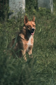 a brown and white dog standing on top of a lush green field