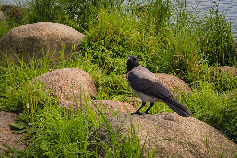 a bird is standing on a rock near the water