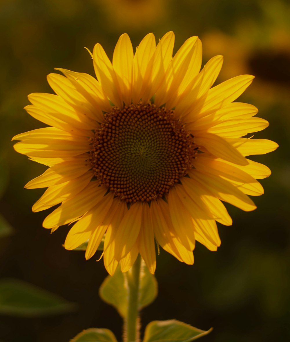 a large yellow sunflower with green leaves