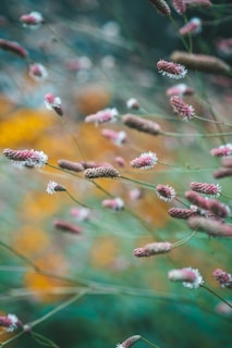 Delicate wildflowers swaying in a light breeze against a blurred green background.