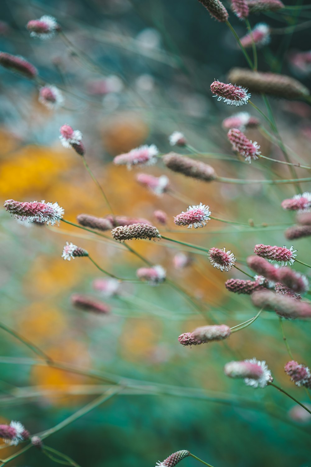 a bunch of flowers that are in the grass