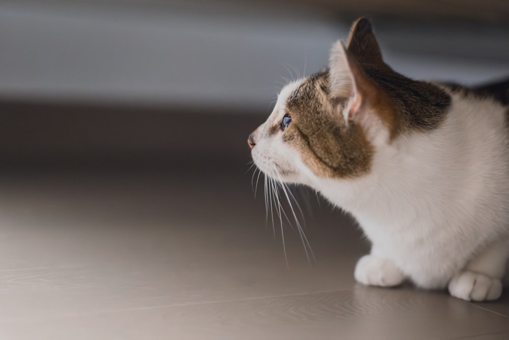 a brown and white cat standing on top of a floor