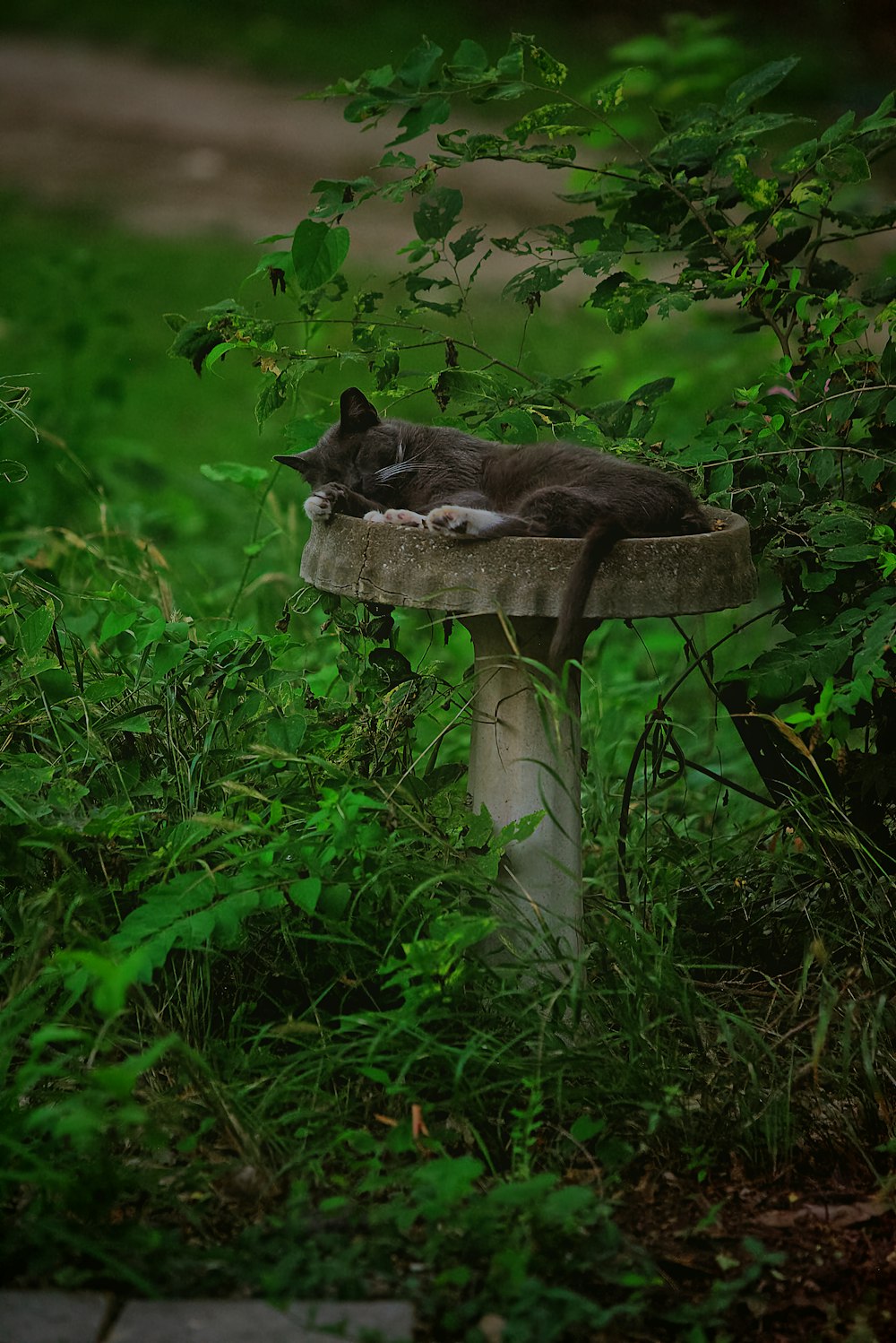 a cat laying on top of a wooden bench in the grass