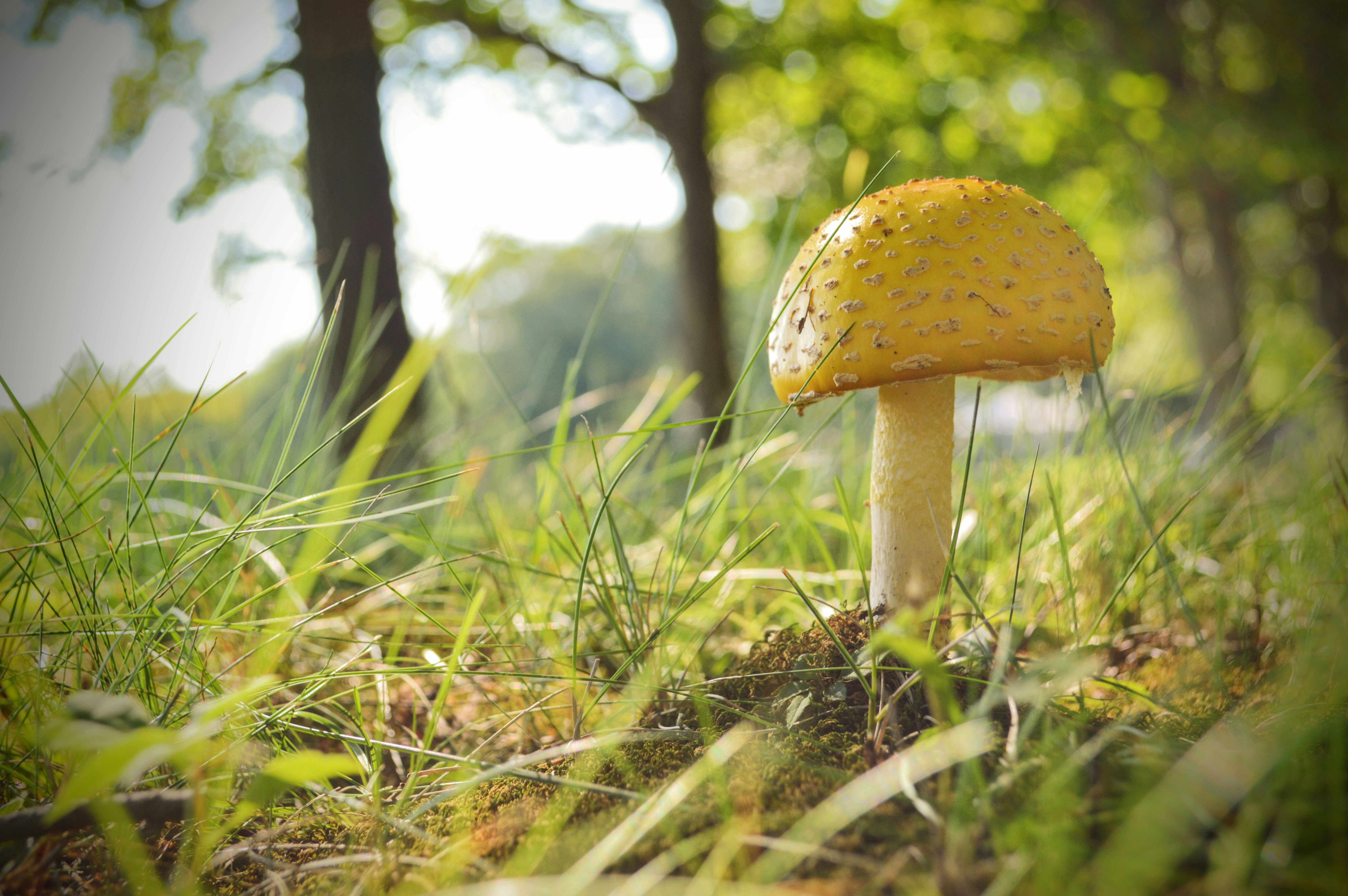 a small yellow mushroom sitting in the grass