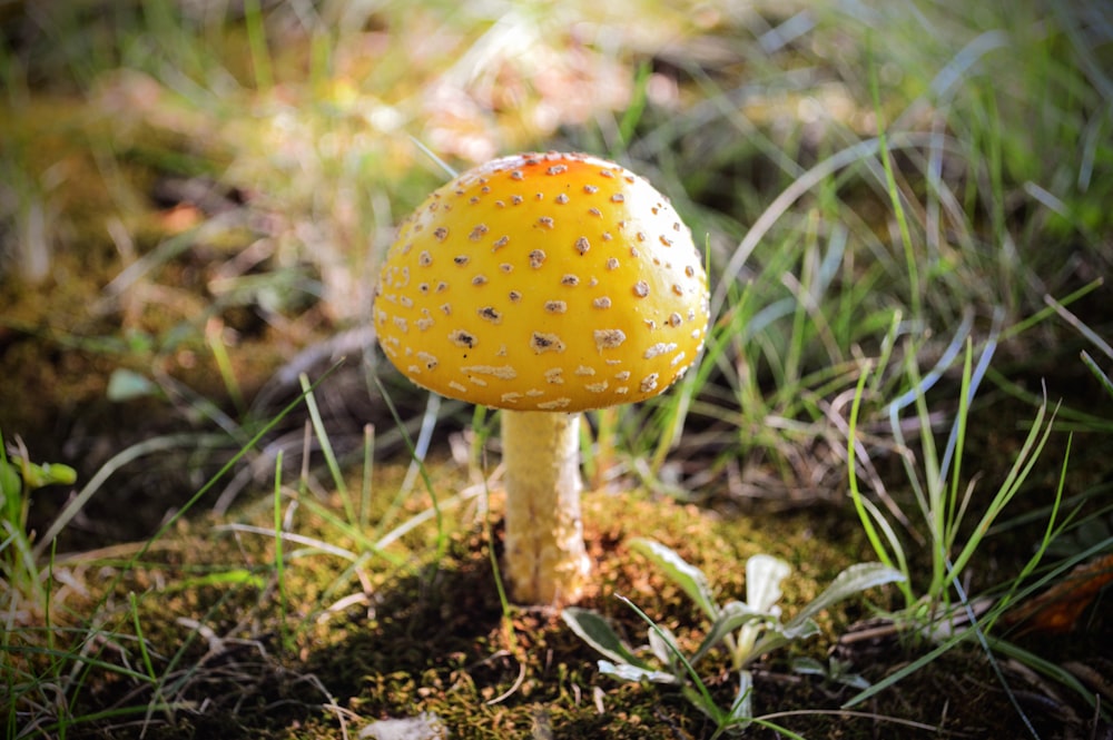 a small yellow mushroom sitting in the grass