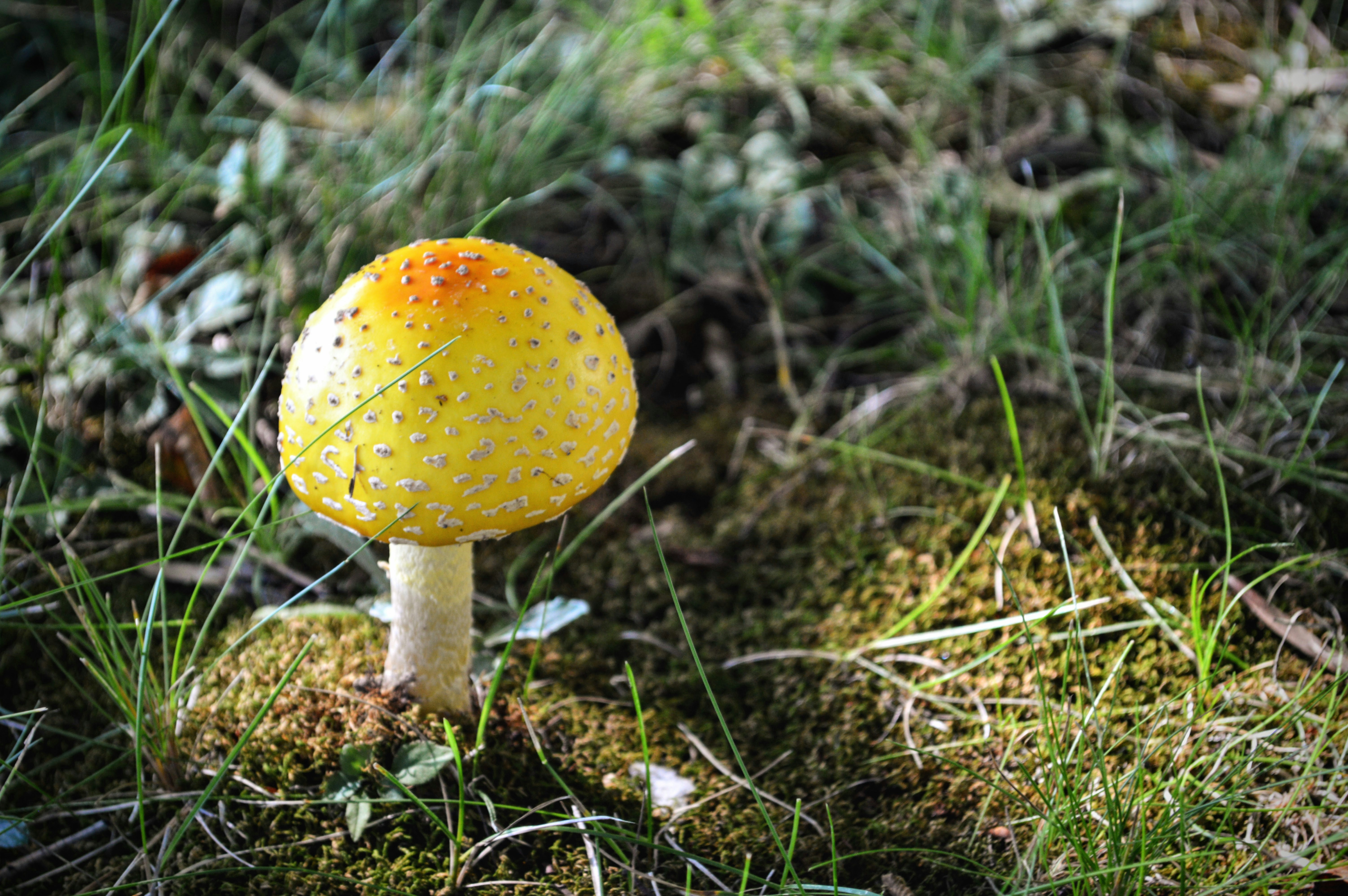 a yellow mushroom sitting on top of a lush green field