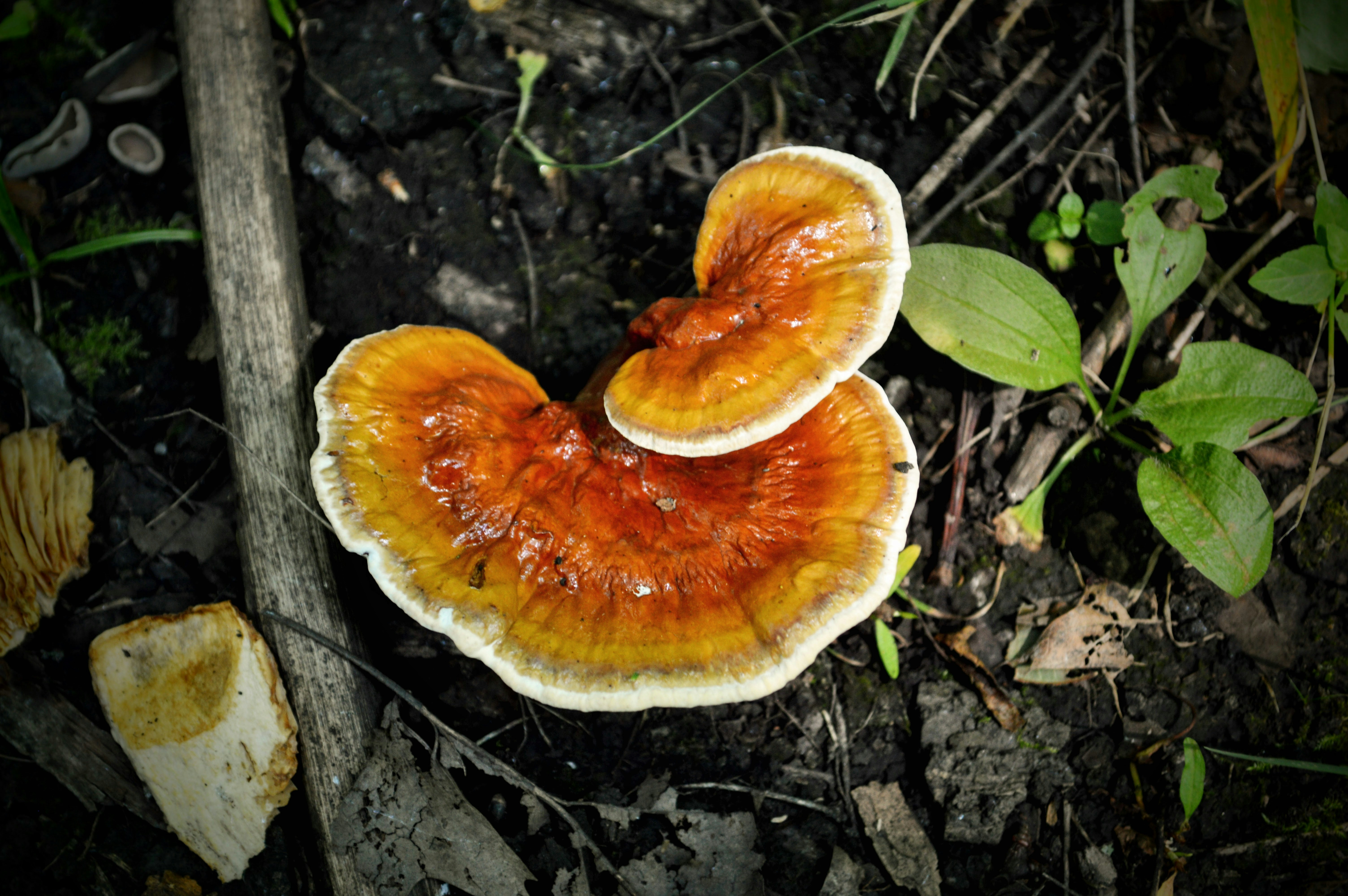 a group of mushrooms sitting on top of a forest floor