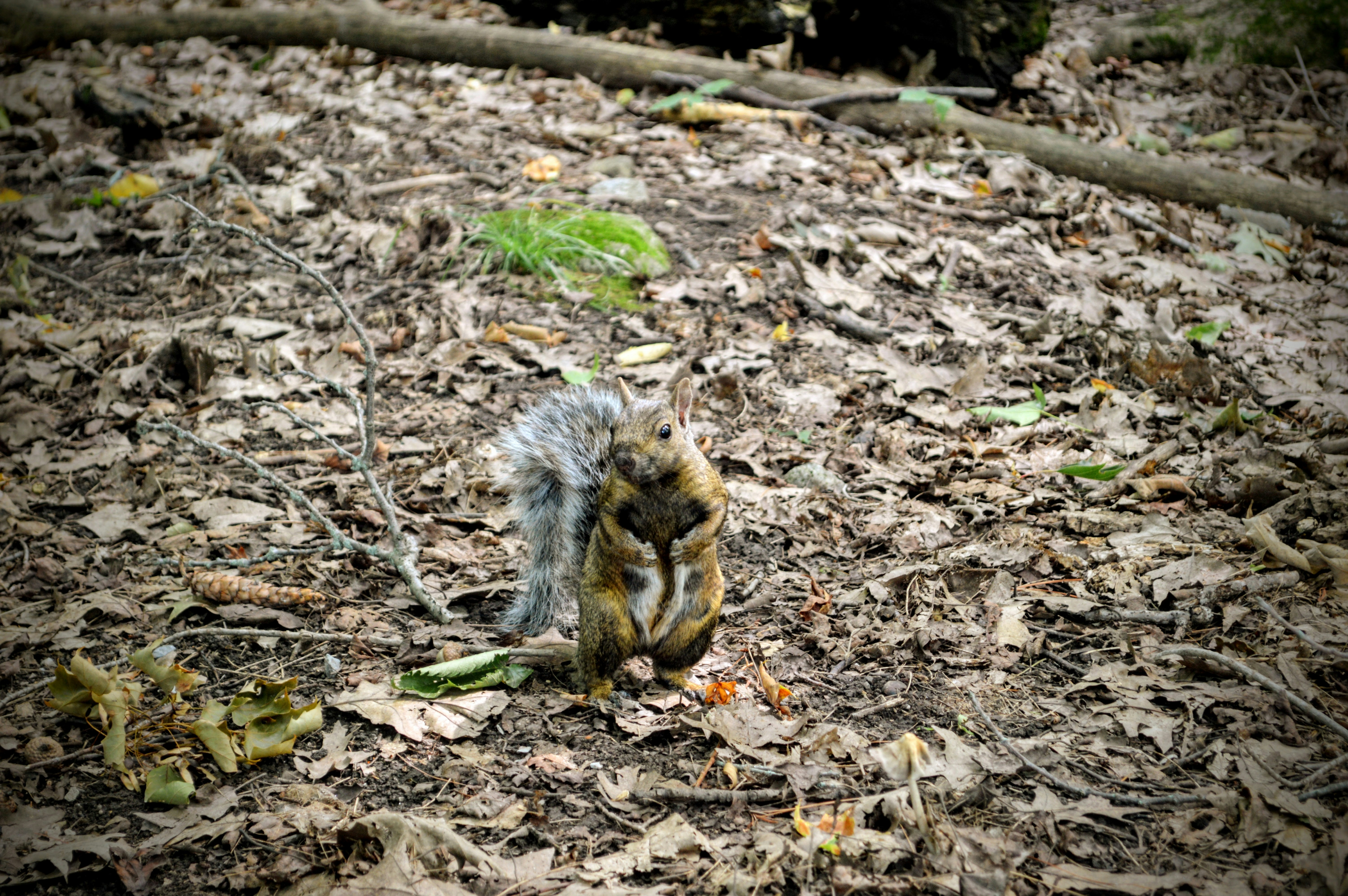 a squirrel is sitting on the ground in the woods