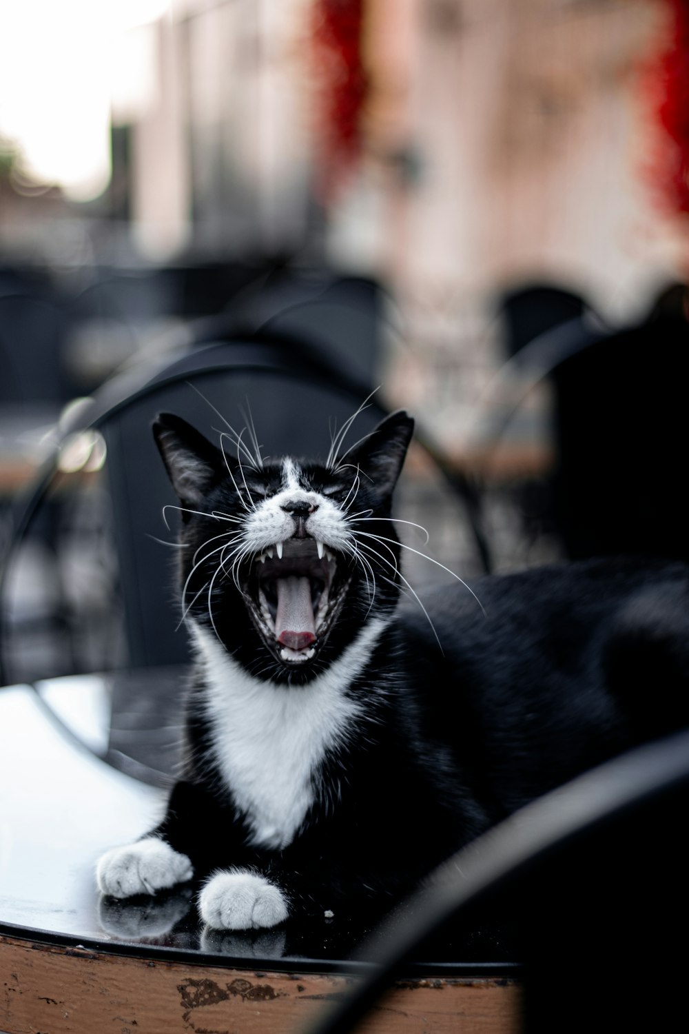 Un chat noir et blanc bâille assis sur une table