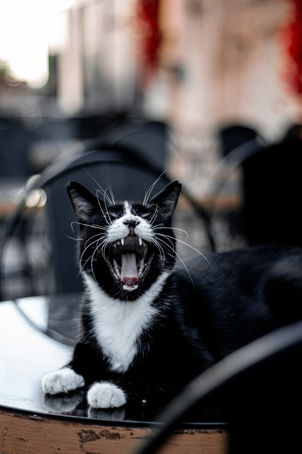 a black and white cat yawns while sitting on a table