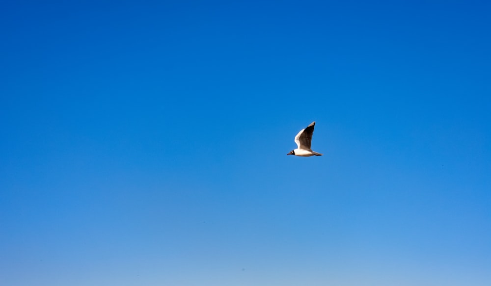 a seagull flying in a clear blue sky