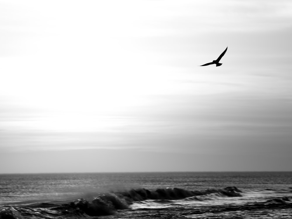 a black and white photo of a bird flying over the ocean