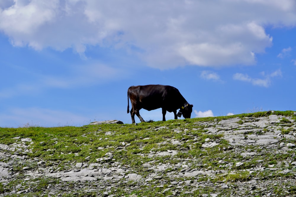 a black cow grazing on a grassy hill