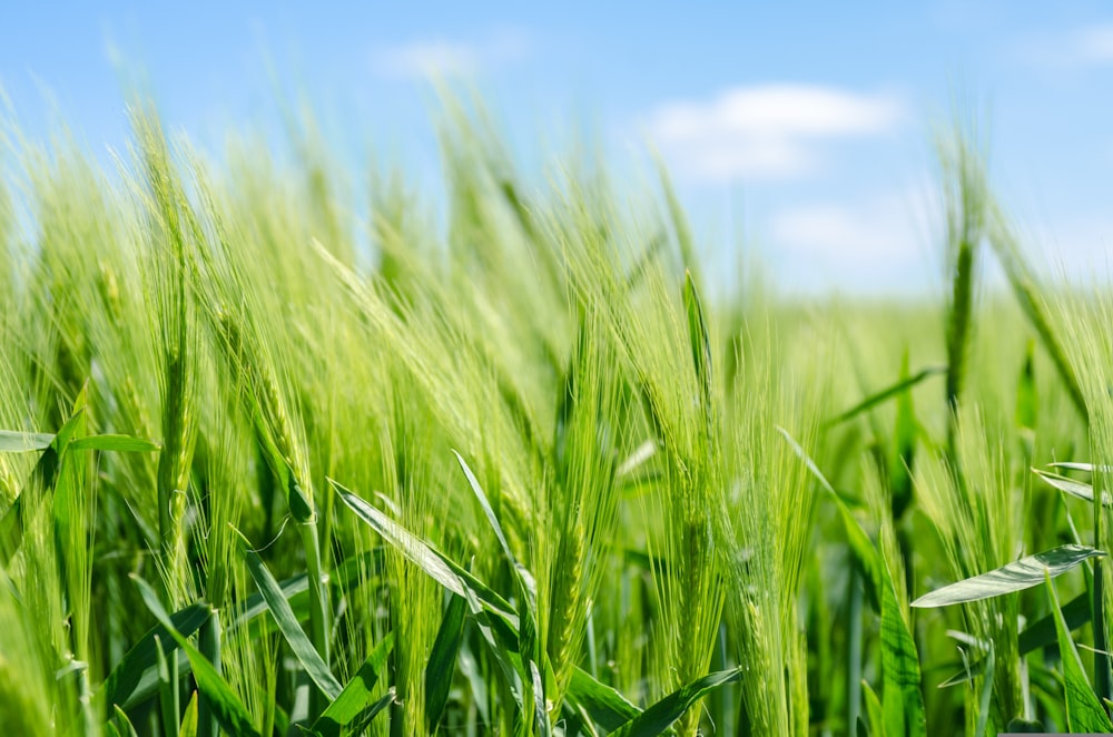 a field of green grass with a blue sky in the background