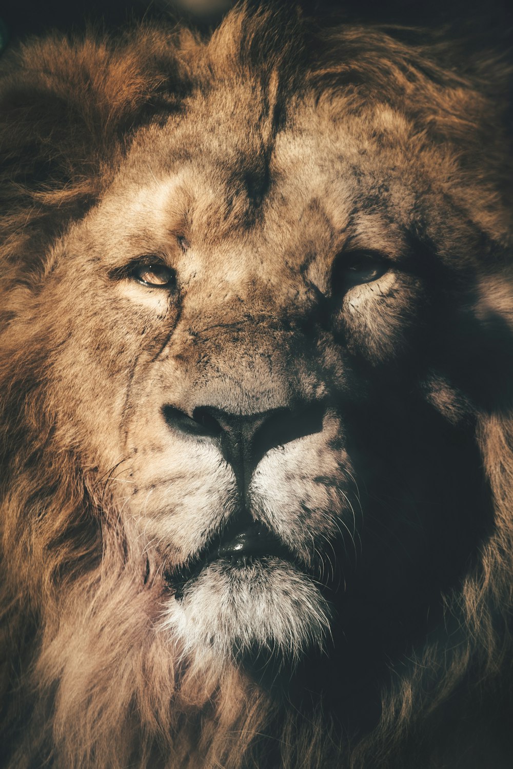 um close up do rosto de um leão com um fundo desfocado
