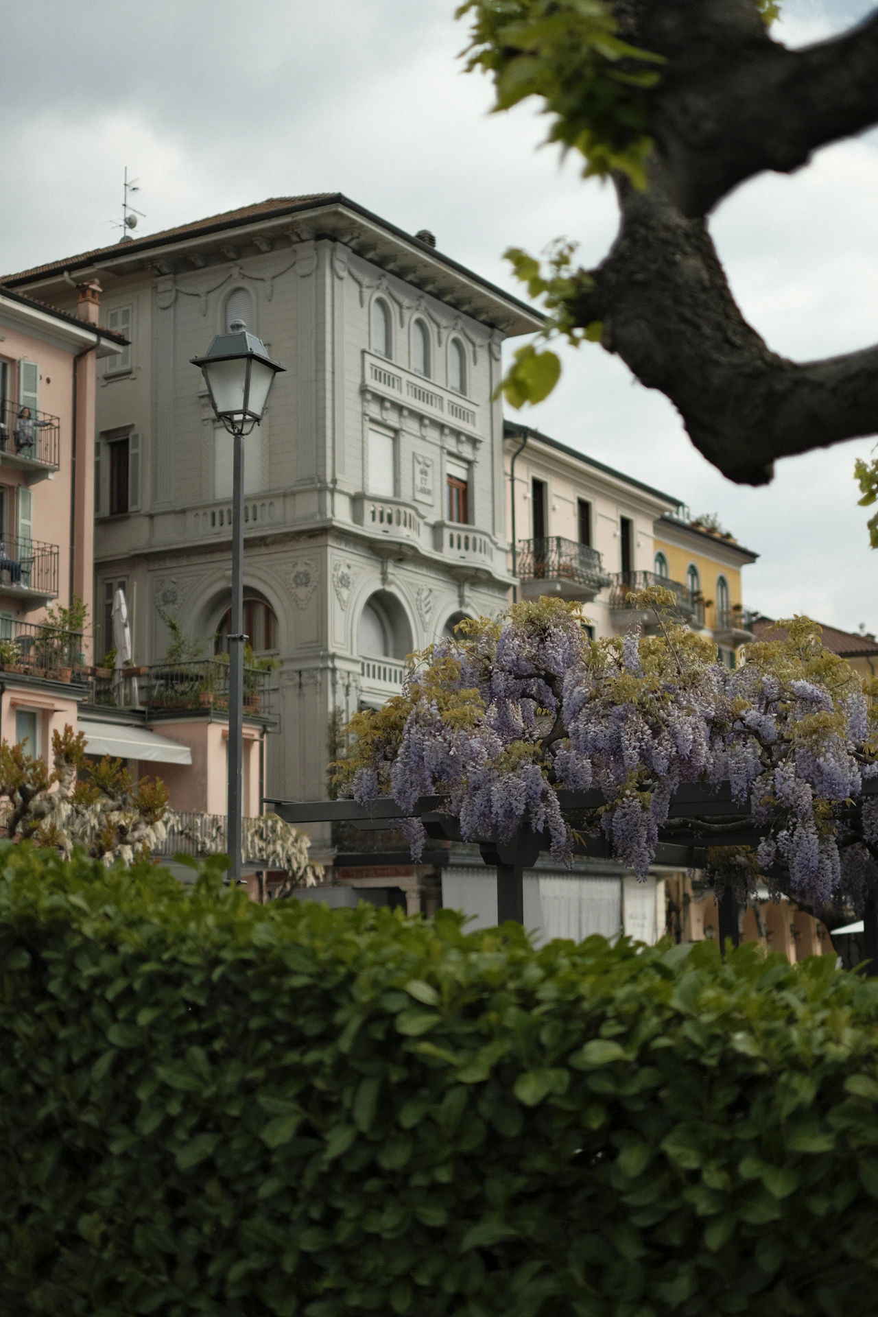 Wisteria climbing a village faade