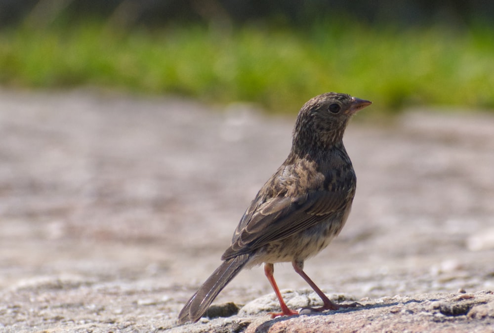 a small bird standing on the ground