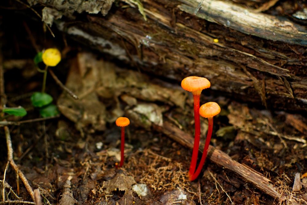 a group of small orange mushrooms on the ground