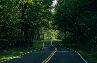 An empty winding road surrounded by lush greenery.
