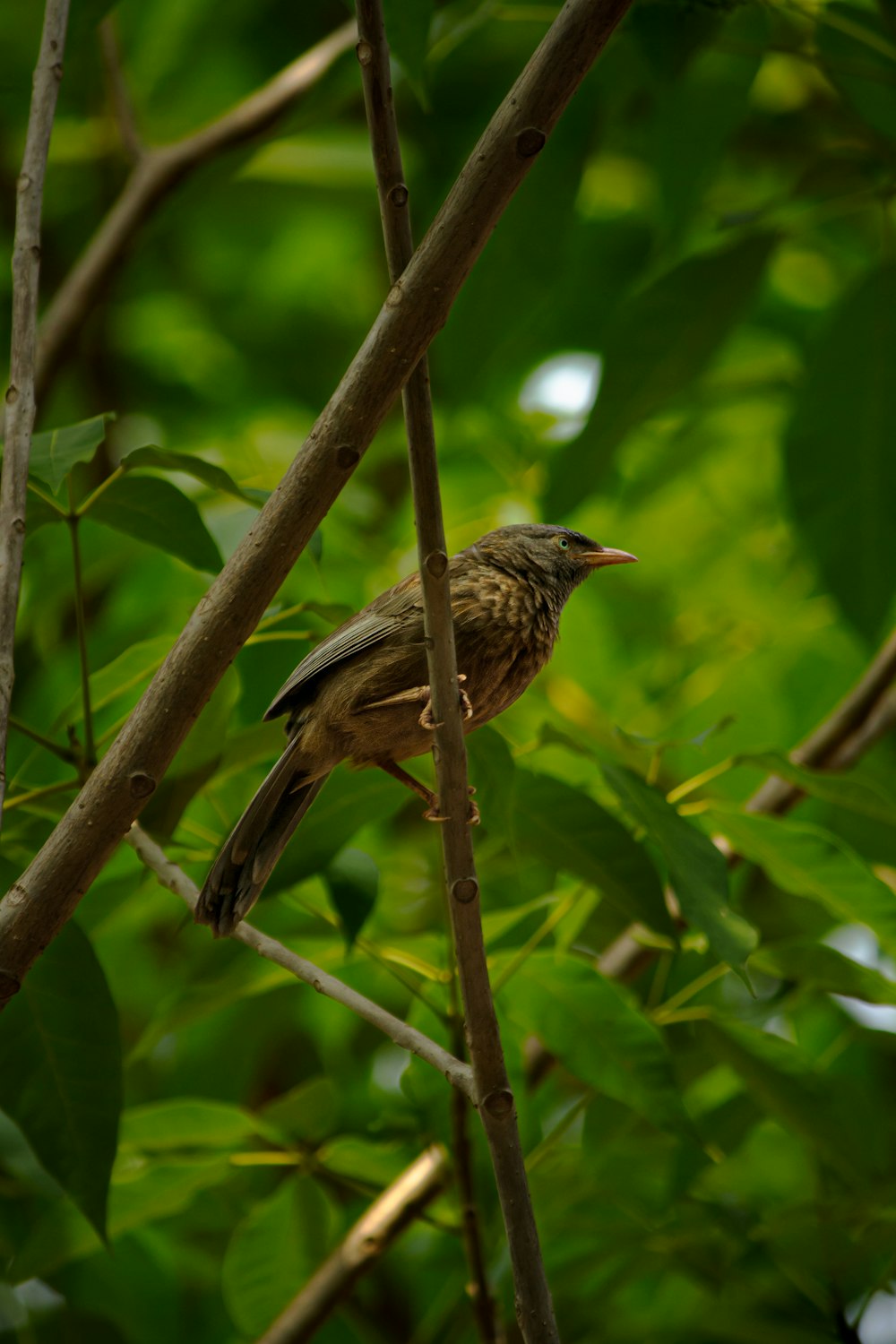 a small bird perched on a tree branch