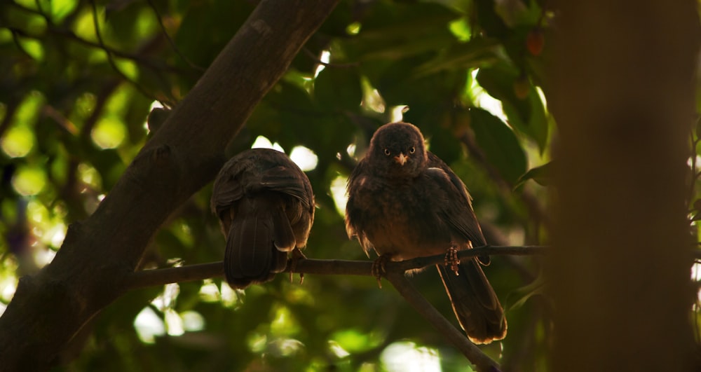 a couple of birds sitting on top of a tree branch