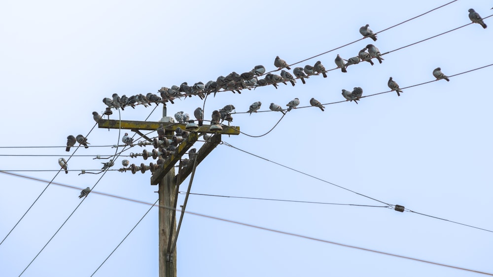 a flock of birds sitting on top of power lines