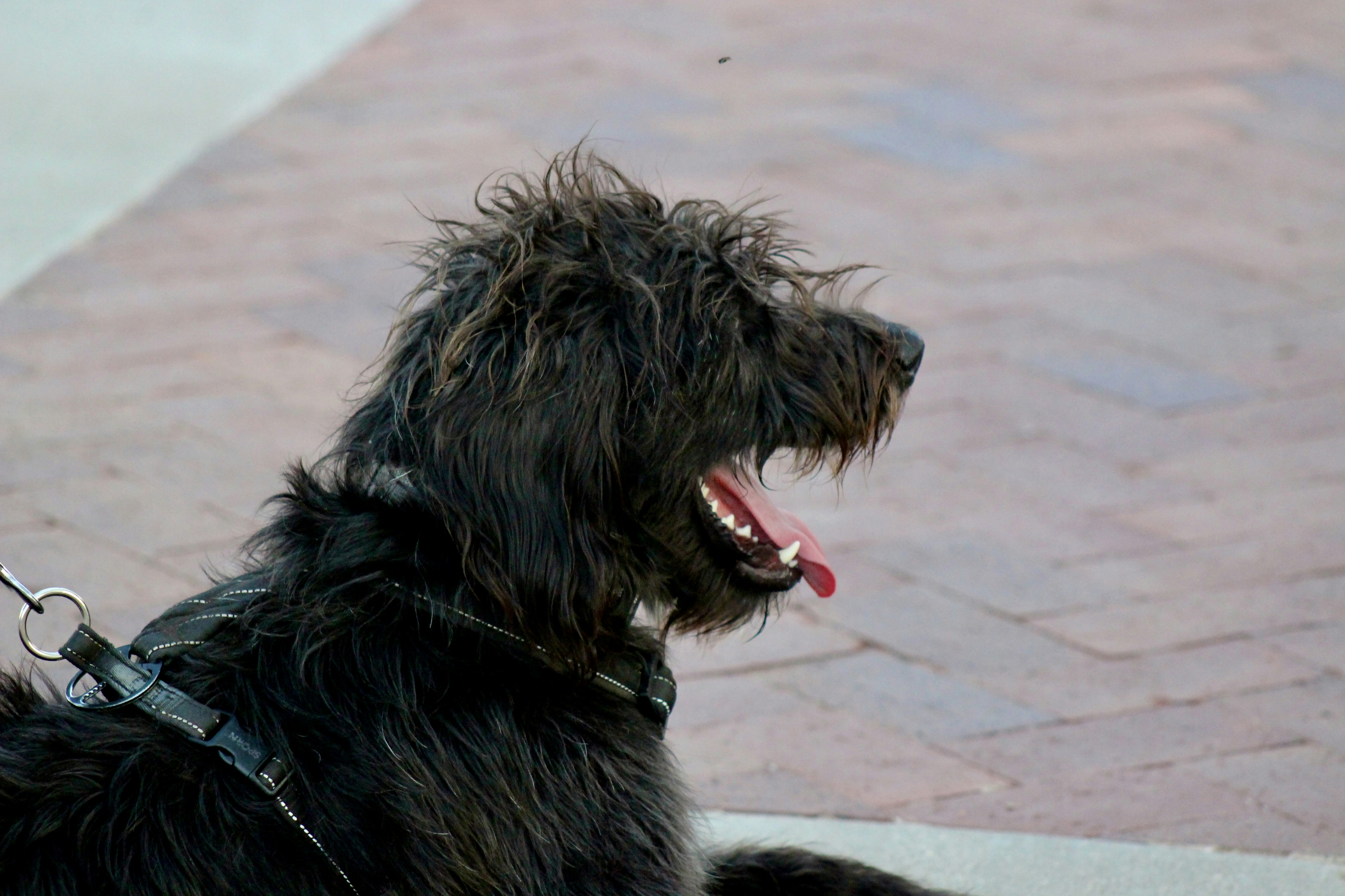 Bouvier des Flandres: Ο Δυνατός Αγρότης