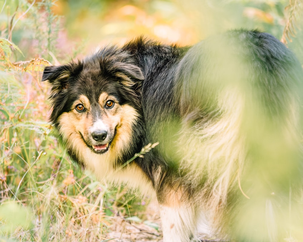 a dog that is standing in the grass