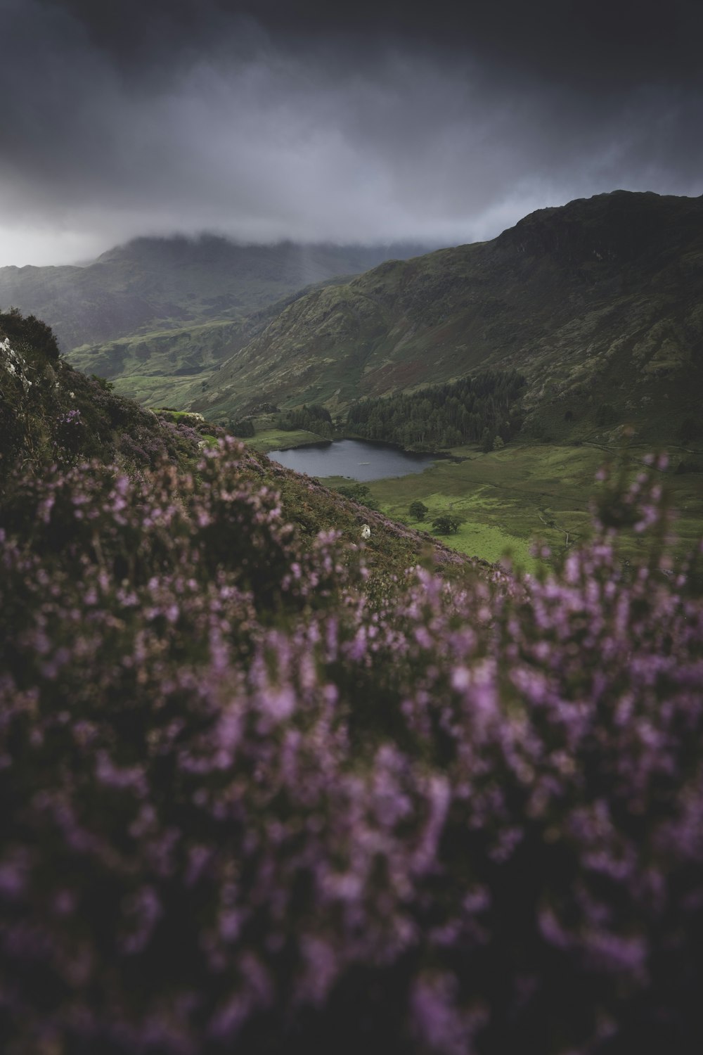 a field with purple flowers in the foreground and a lake in the background