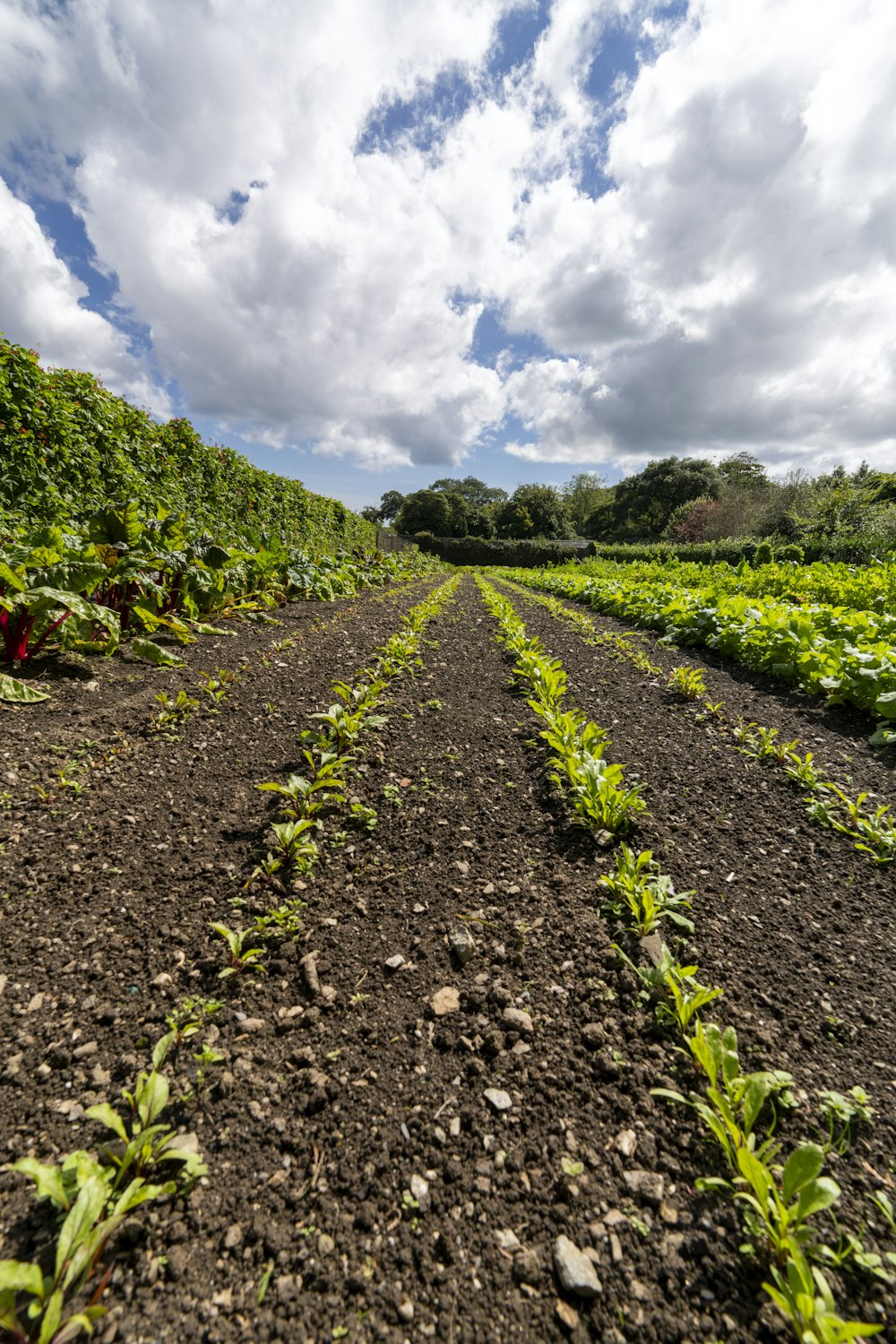 a dirt road surrounded by green plants under a cloudy sky