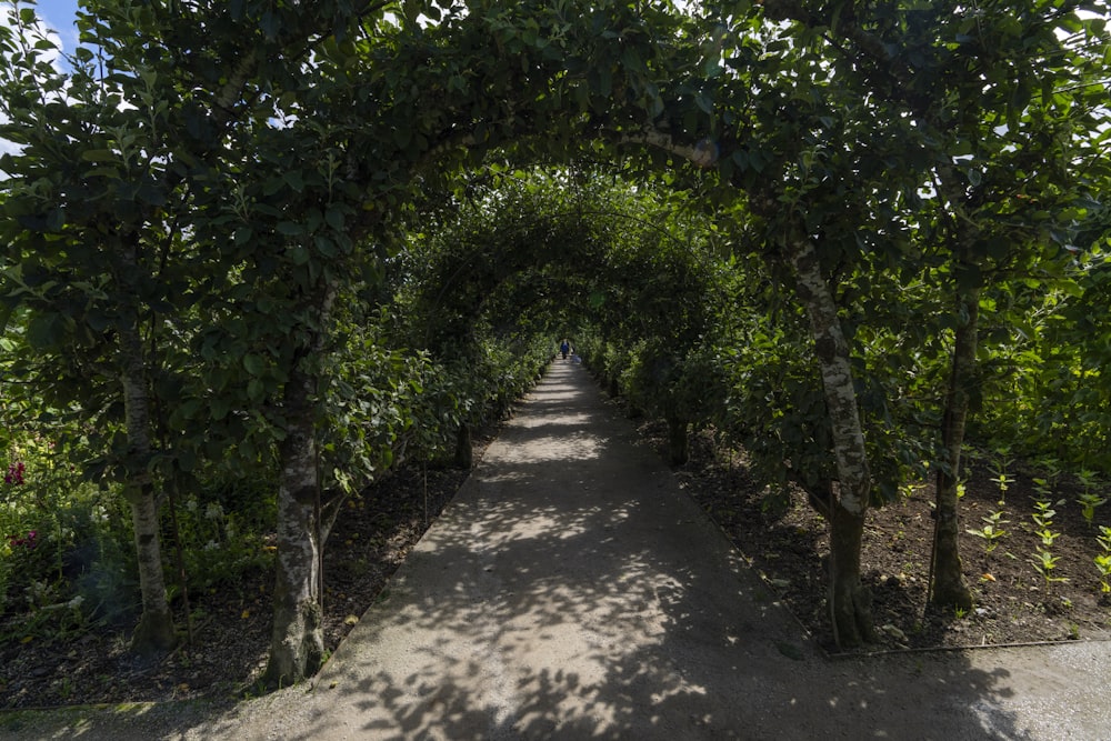 a path lined with trees leading into the distance