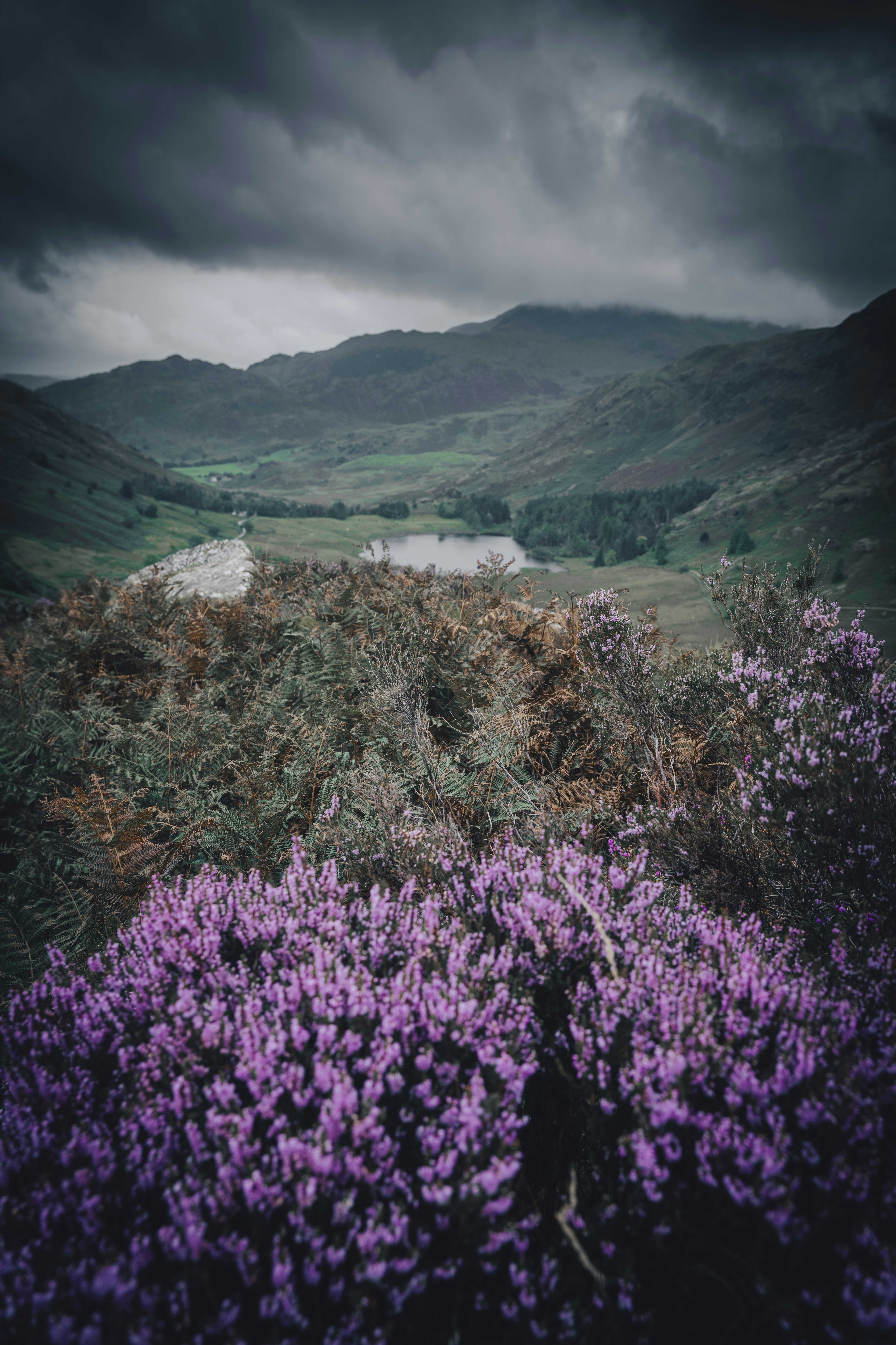 a field with purple flowers in the foreground and a lake in the background