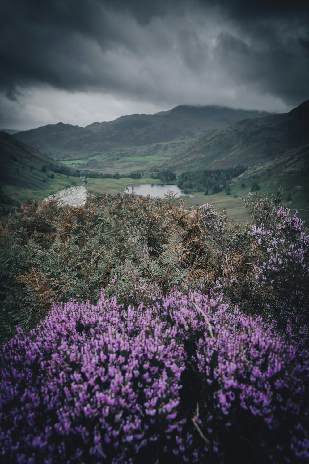 a field with purple flowers in the foreground and a lake in the background