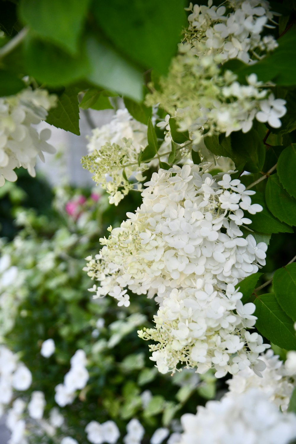 a bunch of white flowers hanging from a tree