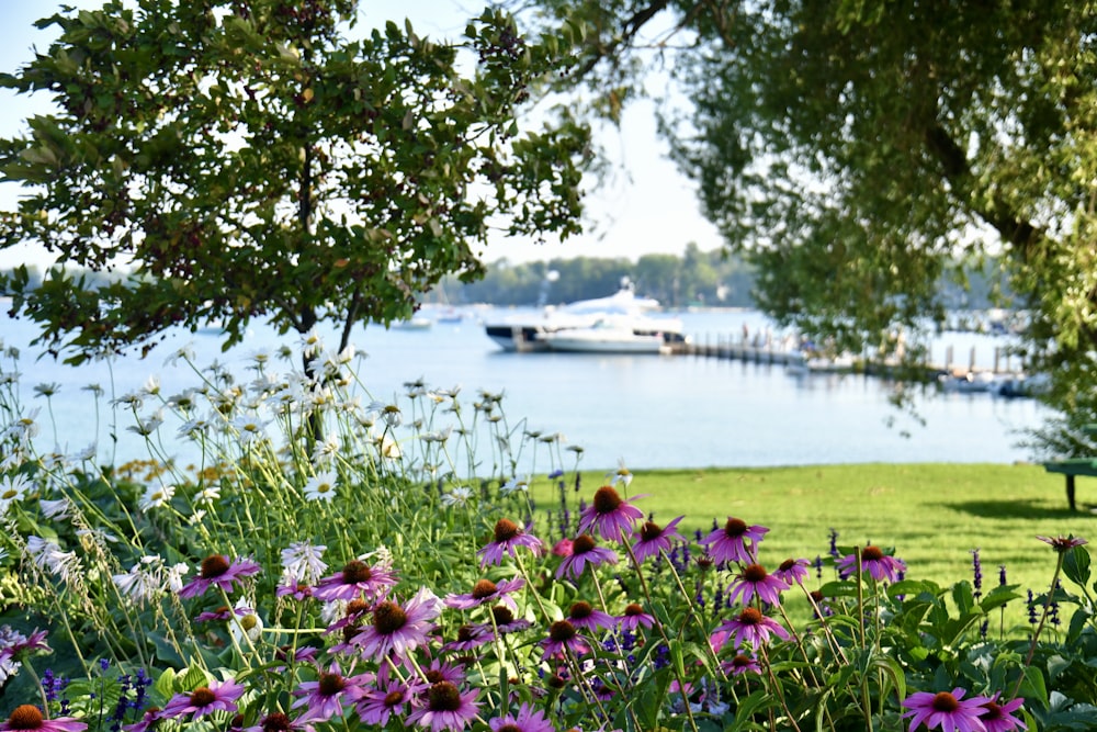 a bunch of flowers that are in the grass