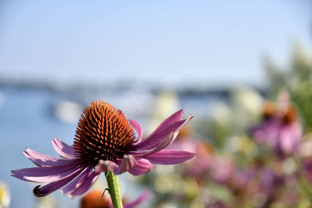 a close up of a flower with a body of water in the background