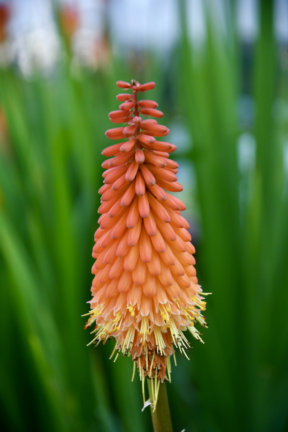 a close up of an orange flower in a garden