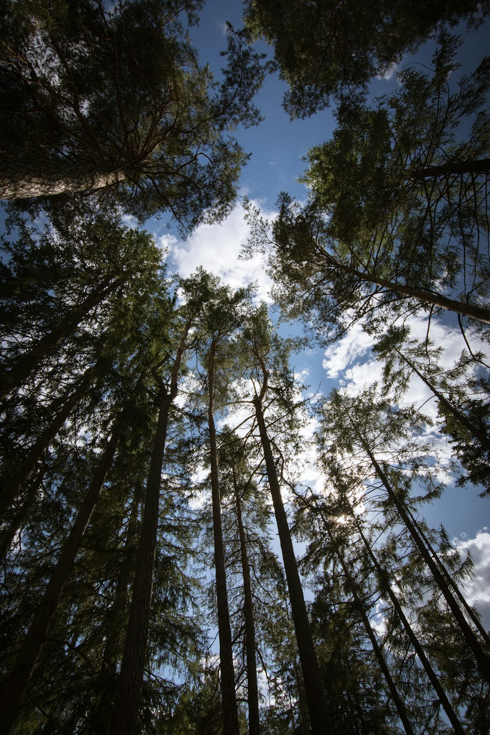 a group of tall trees standing next to each other